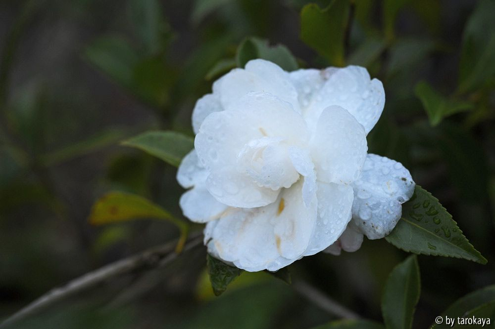 early pearly blüte nov14