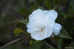 early pearly blüte nov14