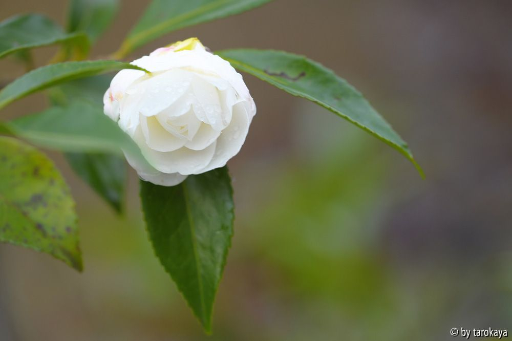 early pearly knospig nov14