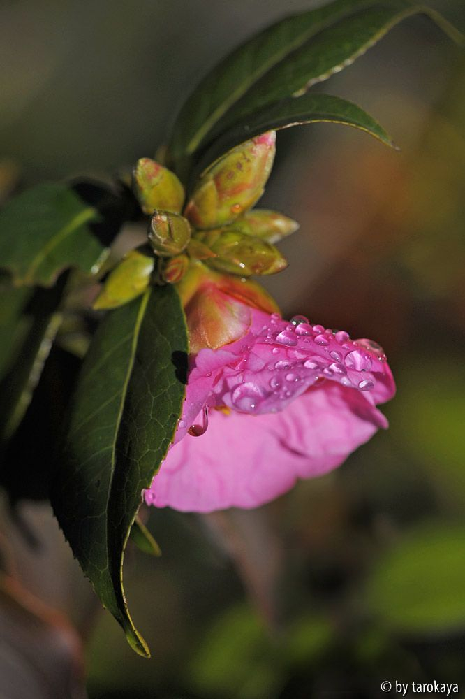 C.saluenensis nov14