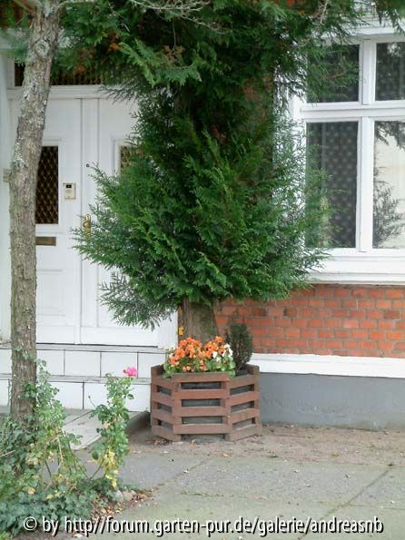 Thuja-im-Kuebel