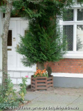 Thuja-im-Kuebel