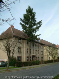 Abies-vor-Miethaus