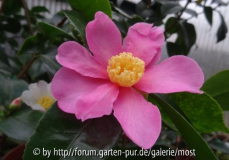 Sämling yume rosa.jpg