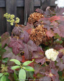 Hydrangea_quercifolia-Burgundy_14-5.jpg