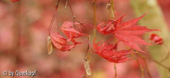 Acer palm. Masukagami, letzte Blätter