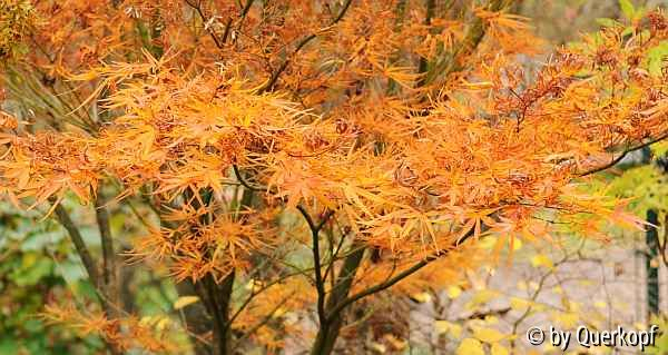 Acer palm. Villa Taranto, gelb