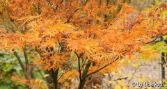 Acer palm. Villa Taranto, gelb