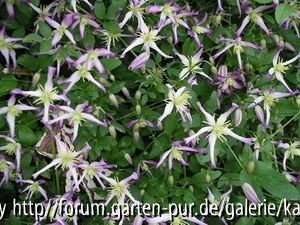 Cl. triternata rubro marginata