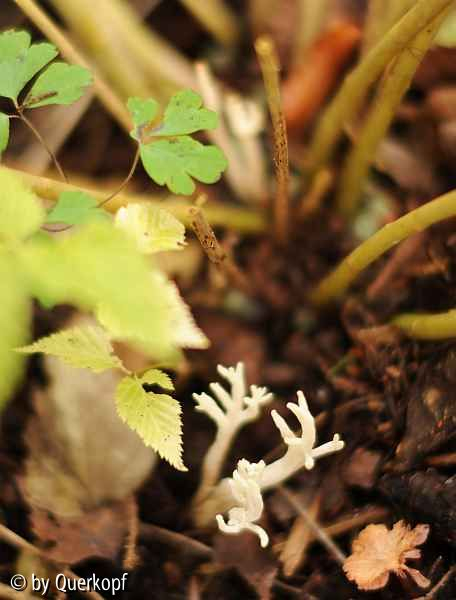Geweihpilz1