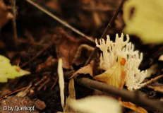 Geweihpilz2