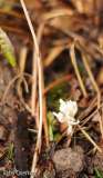 Geweihpilz3