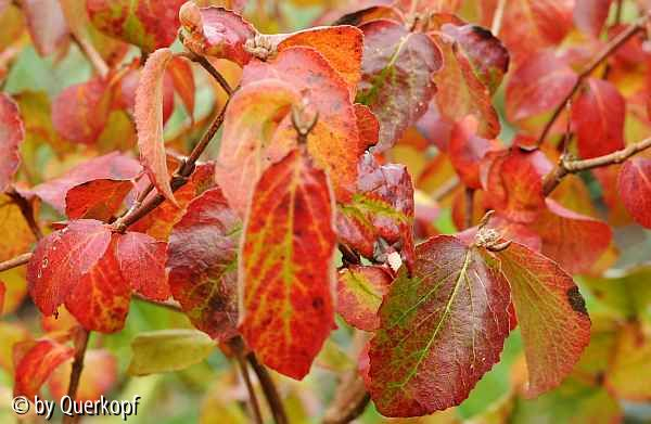 Viburnum carlesii Aurora, Herbst
