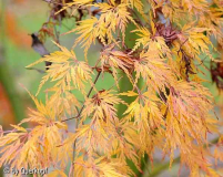 Acer palm. Seiryu, Herbstfinale