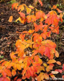 Parrotia persica, Herbstfinale