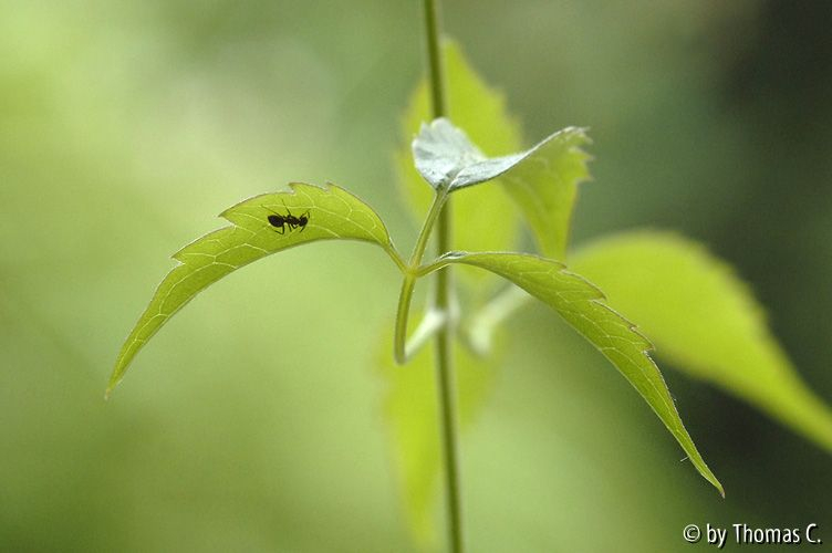 Clematis-Inspektion