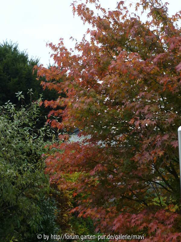 A. palmatum_5