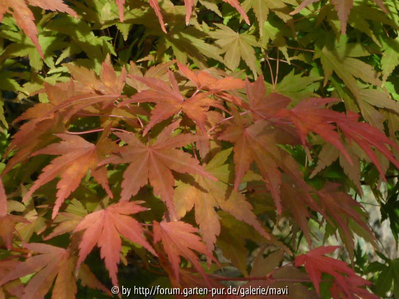 A. palmatum_4