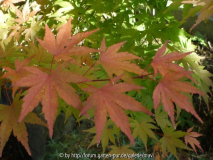 A. palmatum_3