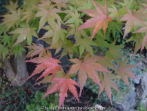 A. palmatum_2