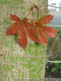 A. palmatum_1