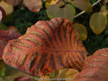 Cotinus