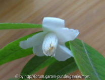 Cordifolia.jpg