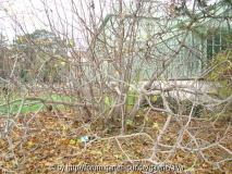 Feigenbaum2