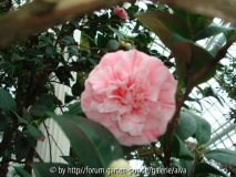 Camellia japonica gestreift Blüte