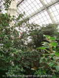 Camellia japonica gestreift ganze Pflanze
