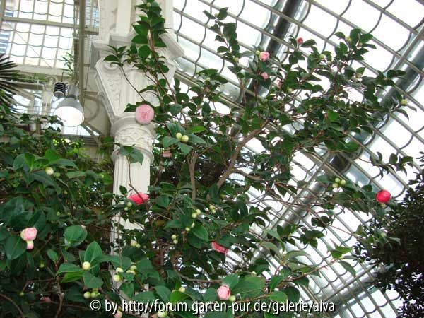 Camellia japonica gestreift Pflanze, oben
