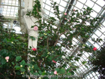 Camellia japonica gestreift Pflanze, oben