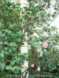 Camellia japonica gestreift Blüten