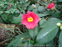 Camellia japonica rot einfach
