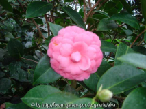 Camellia japonica pink