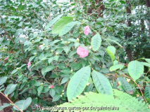 Camellia japonica