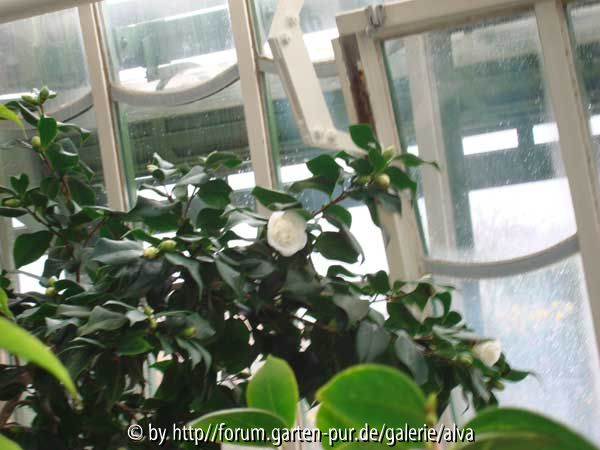 Camellia japonica weiß