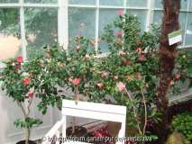 Camellia japonica rot