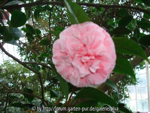 Camellia japonica gestreift Blüte2