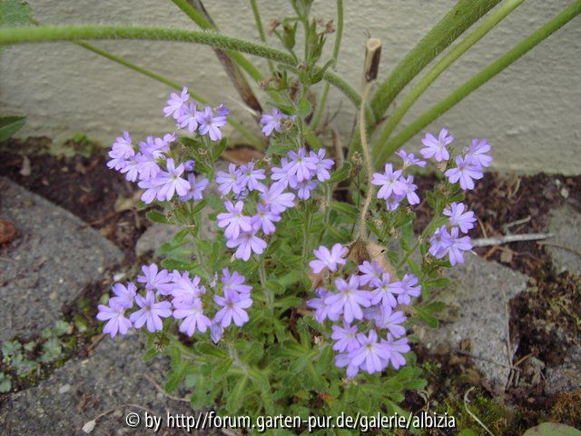 Fugen: Erinus alpinum 1