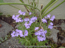 Fugen: Erinus alpinum 1