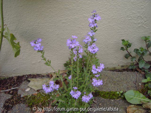 Erinus alpinum 2