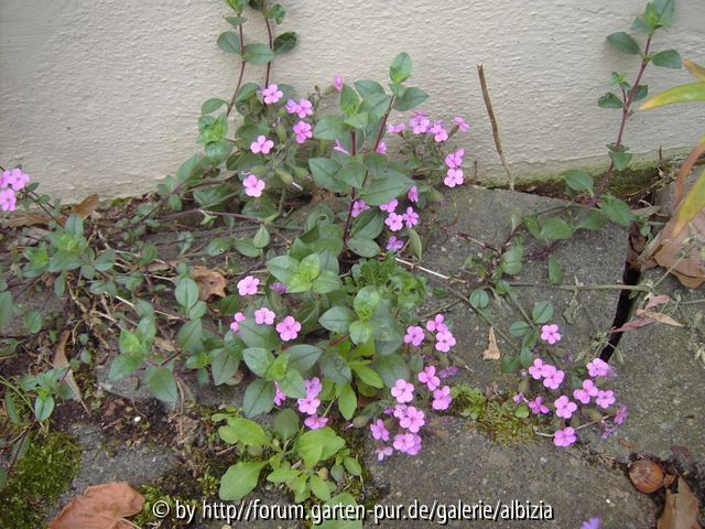 Fugen:Saponaria