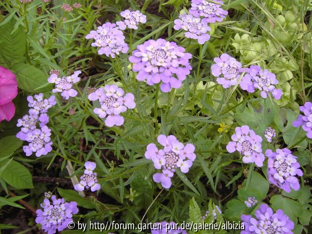 Iberis umbellata