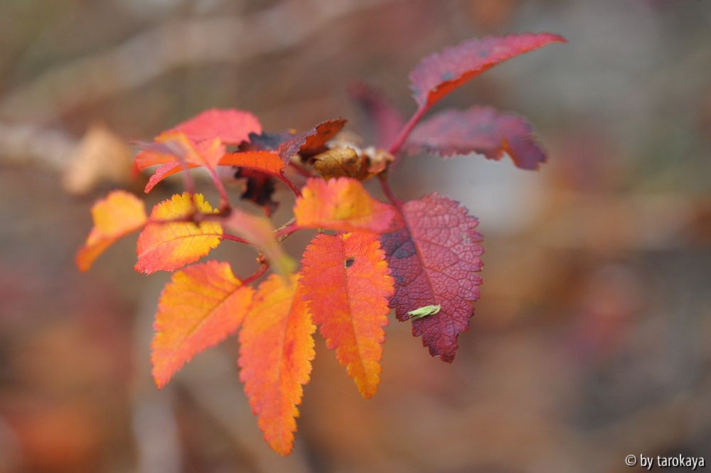 prunus kojou no mai blätter nov