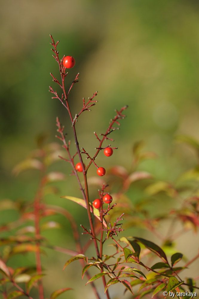 nandina beeren nov