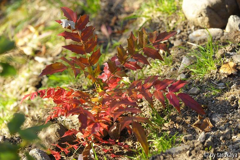 mahonia winter sun nov14