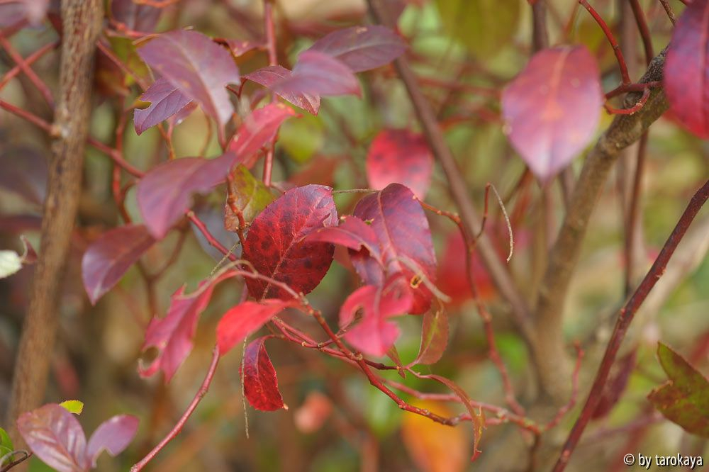 itea yunnanensis blätter nov