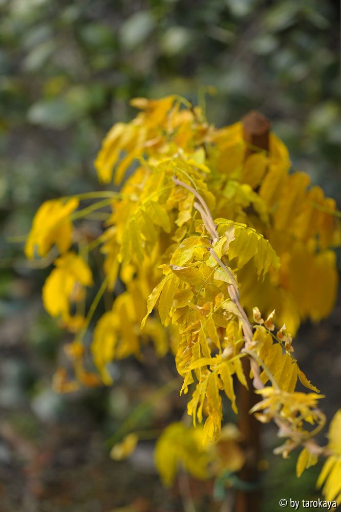 glycinie blätter nov