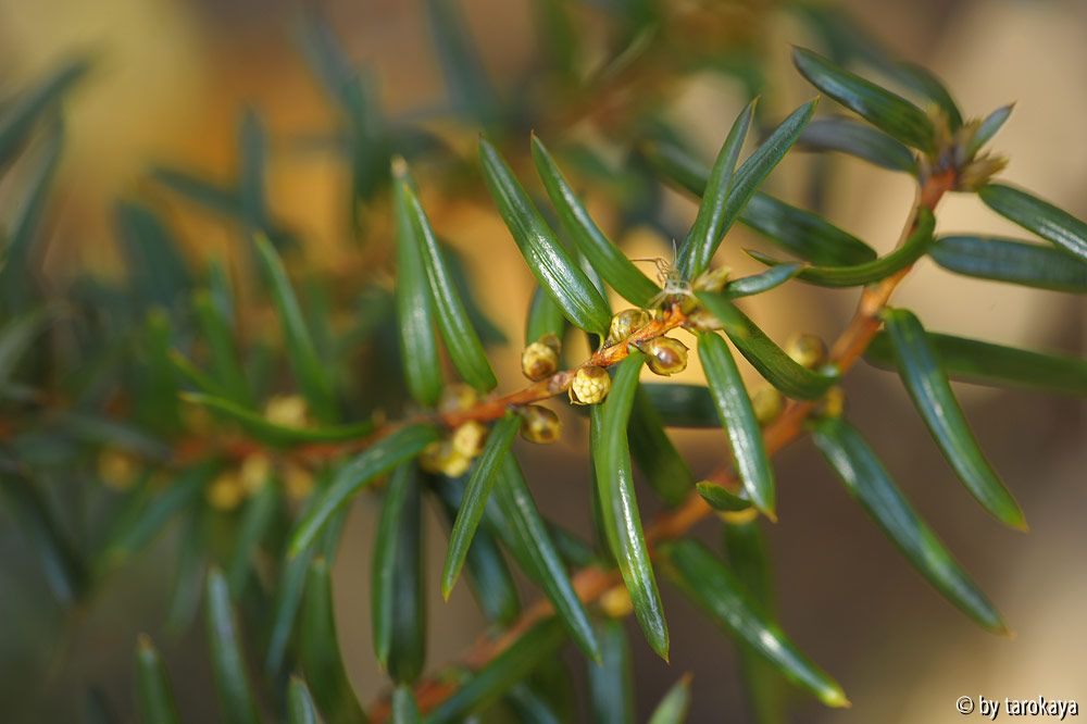 pseudotaxus chienii blüten nov